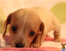 dachshund puppy posted by Kimberly Jones